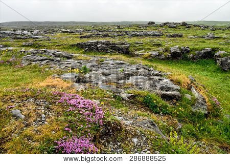 The Burren Region, Clare, Ireland. The Burren Measures 250 Square Kilometres And Is Enclosed Roughly