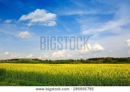 Yellow Rapeseed Field And Blue Sky. Spring Background.