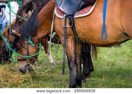 Brown Horses Eating Grass. Close-up Of Head Of Horse Eating Gras