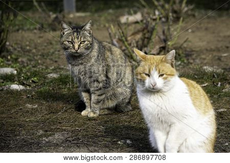 Gray Cat And Ginger Cat Sit On The Lawn