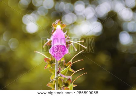 Foxglove Flower Plant Close Up Beautiful Photo