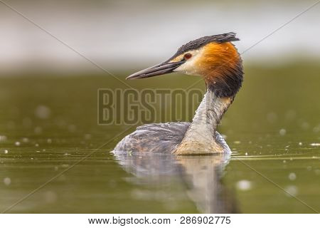Great Crested Grebe (podiceps Cristatus) Water Bird Swimming In Water Of Lake And Looking To Side