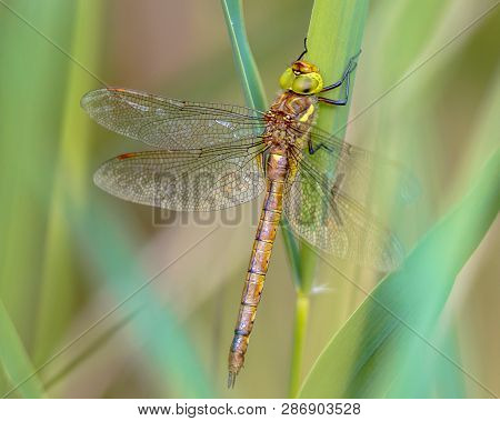 Green-eyed Hawker (aeshna Isoceles) Resting On Reed  With Blurred Green Background