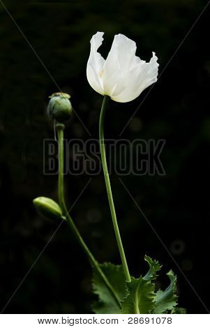Opium
