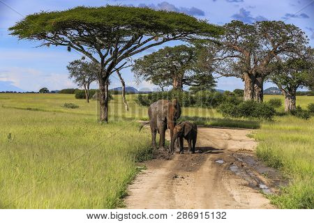 An Adult Elephant And A Baby Elephant Stop On A Dirt Road To Have A Mud Bath With Tall Trees, Nests 