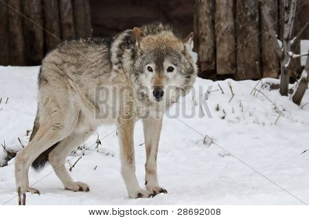 Mörk grå varg i vinter