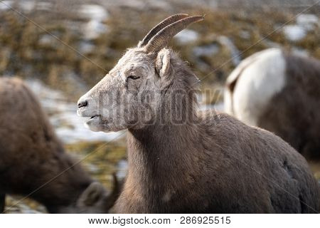 Female Ewe Bighorn Sheep Relaxing In The Wild, In Radium Hot Springs British Columbia. Sheep Has Mou