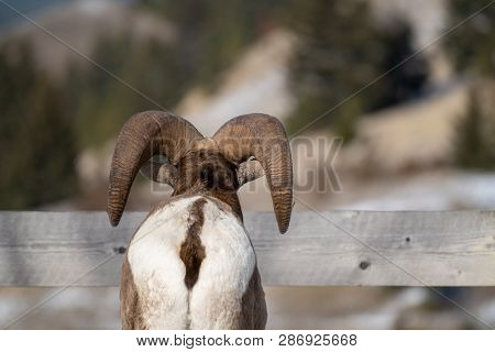 Backside Butt Rear View Of A Male Ram Bighorn Sheep Looking Out Over A Wooden Fence
