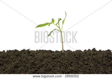 Plant