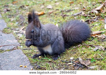 Squirrel With Fluffy Black Fur Eating Nuts On Hemp On A Sunny Spring Day