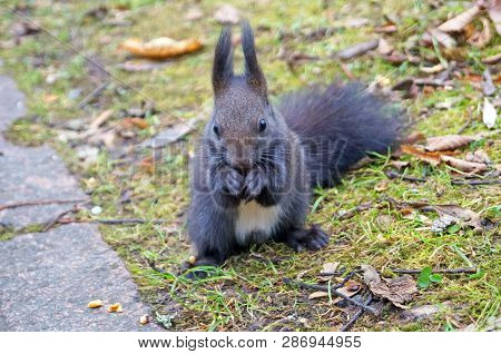 Squirrel With Fluffy Black Fur Eating Nuts On Hemp On A Sunny Spring Day