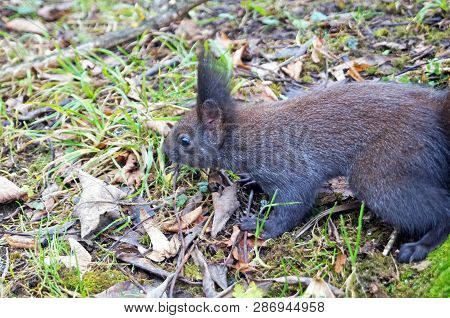 Squirrel With Fluffy Black Fur Eating Nuts On Hemp On A Sunny Spring Day