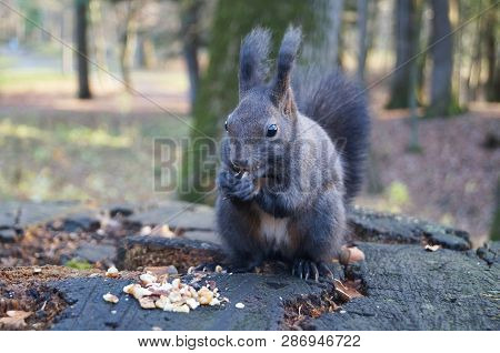 Squirrel With Fluffy Black Fur Eating Nuts On Hemp On A Sunny Spring Day