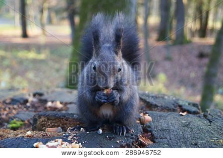 Squirrel With Fluffy Black Fur Eating Nuts On Hemp On A Sunny Spring Day