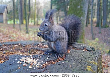 Squirrel With Fluffy Black Fur Eating Nuts On Hemp On A Sunny Spring Day