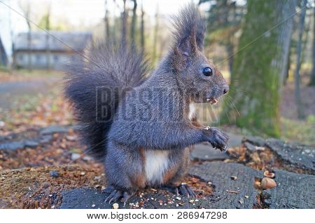 Squirrel With Fluffy Black Fur Eating Nuts On Hemp On A Sunny Spring Day