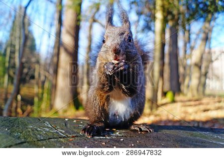 Squirrel With Fluffy Black Fur Eating Nuts On Hemp On A Sunny Spring Day