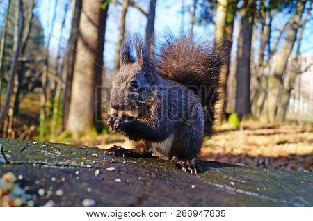 Squirrel With Fluffy Black Fur Eating Nuts On Hemp On A Sunny Spring Day