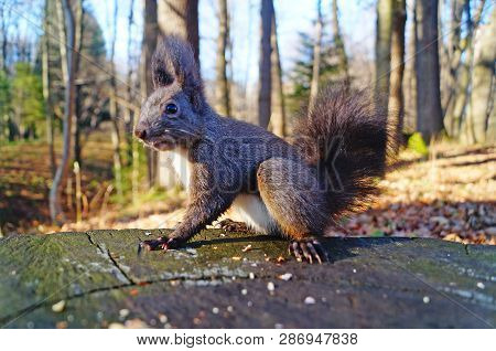 Squirrel With Fluffy Black Fur Eating Nuts On Hemp On A Sunny Spring Day