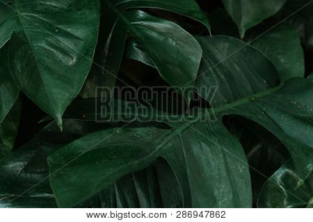 Monstera delicosa leaves textured background