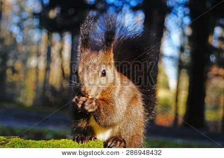 Squirrel With Fluffy Black Fur Eating Nuts On Hemp On A Sunny Spring Day
