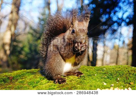 Squirrel With Fluffy Black Fur Eating Nuts On Hemp On A Sunny Spring Day