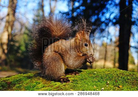 Squirrel With Fluffy Black Fur Eating Nuts On Hemp On A Sunny Spring Day