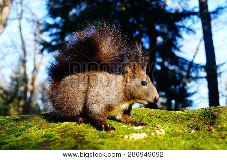 Squirrel With Fluffy Black Fur Eating Nuts On Hemp On A Sunny Spring Day