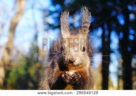 Squirrel With Fluffy Black Fur Eating Nuts On Hemp On A Sunny Spring Day