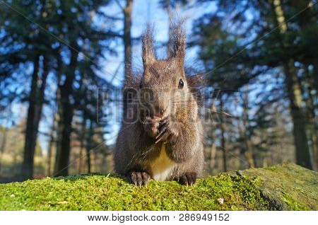 Squirrel With Fluffy Black Fur Eating Nuts On Hemp On A Sunny Spring Day