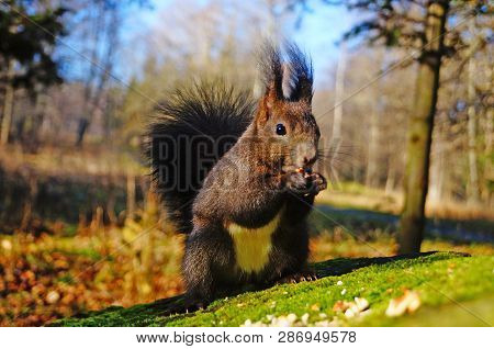 Squirrel With Fluffy Black Fur Eating Nuts On Hemp On A Sunny Spring Day