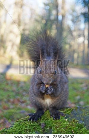 Squirrel With Fluffy Black Fur Eating Nuts On Hemp On A Sunny Spring Day