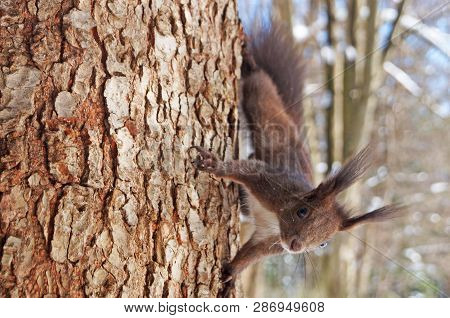 Squirrel With Fluffy Black Fur Eating Nuts On Hemp On A Sunny Spring Day