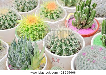 Hrnková cereus