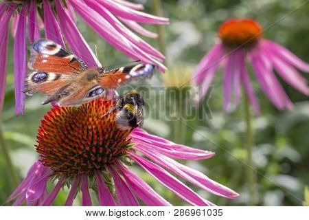 Red Admiral Butterfly On A Flowers Of Red Color In A Garden