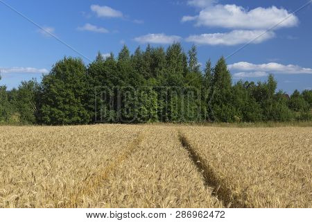 Yellow Wheat On Field And Treees And Clouds