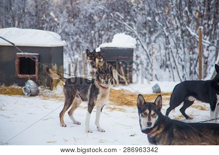 Alaskan Husky Sled Dogs Waiting For A Sled Pulling. Dog Sport In Winter. Dogs Before The Long Distan