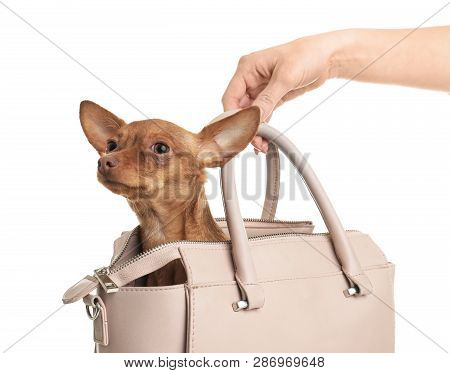 Cute Toy Terrier In Female Handbag Isolated On White. Domestic Dog