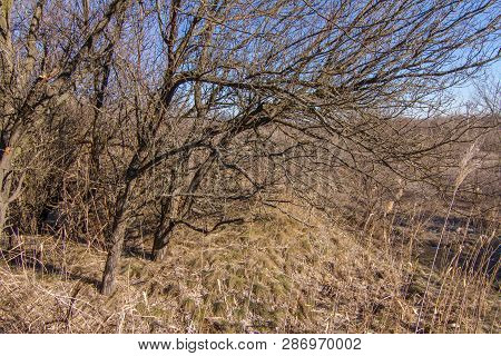 Morning Winter Snowless Landscape