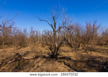 Morning Winter Snowless Landscape