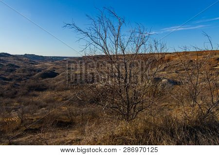Morning Winter Snowless Landscape