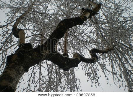 Snowy tree
