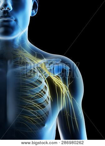 3d rendered illustration of a mans nerves of the shoulder