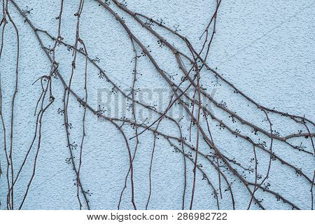 Branches Of Deciduous Ivy Without Leaves On A Turquoise Wall With Decorative Plaster In Winter