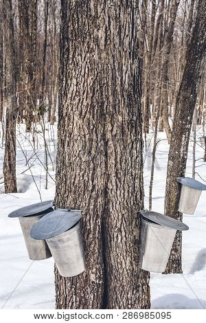 Maple Syrup Production Season, Springtime. Pails For Collecting Maple Sap From Trees. Quebec, Canada
