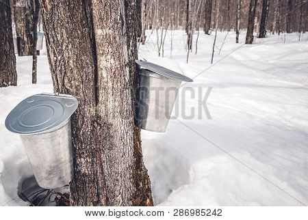 Collecting Sap From Trees To Produce Maple Syrup. Traditional Production In Quebec, Canada.