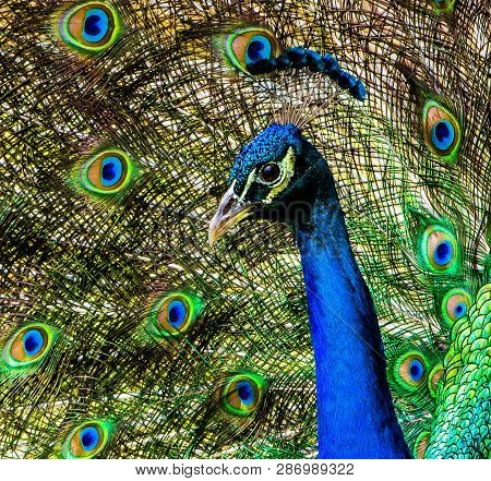 Close Up Of The Head Of A Blue Peacock With His Train Feathers Spreading As A Background .