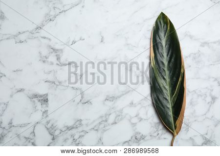 Leaf Of Tropical Stromanthe Plant On Marble Background, Top View With Space For Text