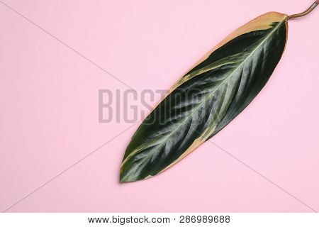 Leaf Of Tropical Stromanthe Plant On Color Background, Top View With Space For Text