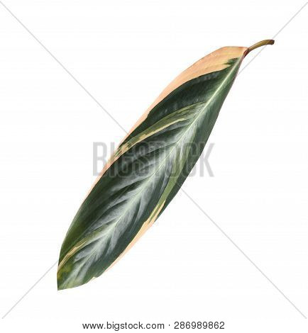 Leaf Of Tropical Stromanthe Plant Isolated On White